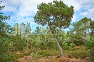 Pine tree forest with green shrubs on a cloudy blue sky. Lush greenery in a secluded land or undisturbed nature environment. A beautiful wild hiking spot for discovery, adventure and exploration