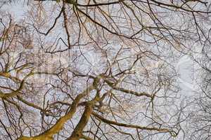 Landscape of trees in winter against a grey sky outside from below. Nature background of bare branches and leafless plants showing weblike pattern and canopy from below for wallpaper