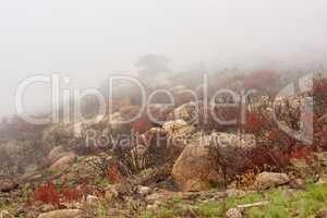 Aftermath of a bushfire on lions head mountain, cape town, south africa. Smog and smoke covering a hillside after global warming fire destroyed the environment. Climate change is affecting nature