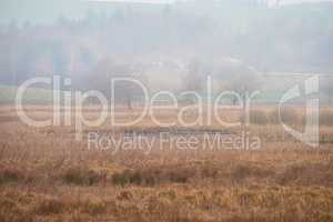 Landscape view of autumn swamps or mystical marshland with mist or fog in the morning drying due to climate change and global warming. Background of dry grass in a remote, serene countryside or field