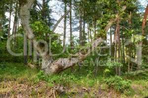 Sturdy tree in a wild forest in summer. A wilderness landscape of various green vegetation with bushes and shrubs growing in nature or in a secluded uncultivated environment on a beautiful sunny day