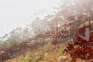 Thick smokey air covering trees on a mountain in Cape Town with copyspace. Lions head wildfire disaster causing damage to a forest environment damage. Colorful frees growing in in a misty forest