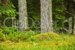 A forest with trees trunks with green moss on them on an autumn day outdoors in nature. The landscape of the woods with detail of a vibrant plants, shrubs and grass in the woodlands on a sunny day