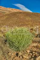 Plants on a hill or mountain in South Africa, Western Cape. Bush of spurges on an open and empty field against a blue sky in summer. Greenery and vegetation growing in nature with copy space