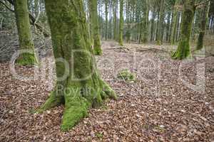 Closeup landscape view of planted trees in a green mysterious forest in nature. Deserted natural woodlands or woods with foliage and greenery during summer. Plants and vegetation in a secluded area