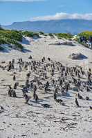 Penguins at Boulders Beach in South Africa. Animals on a remote and secluded popular tourist seaside attraction in Cape Town. Wildlife conservation is important for preservation of the environment