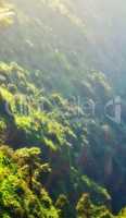 Landscape view of lush, green and remote coniferous forest in environmental nature conservation. Pine, fir or cedar trees growing in quiet mystical mountain woods in La Palma, Canary Islands, Spain