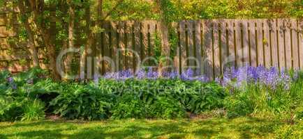 Bluebell flowers growing in a green garden in springtime with trees and wooden gate background. Many blue flower bunches in harmony with nature, tranquil vibrant flowerbed in a zen, quiet backyard