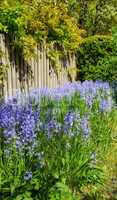 Bluebell flowers growing against a fence in backyard garden in summer. Scilla siberica flowering plants blooming on a flowerbed amongst greenery for landscaping and design on a lawn