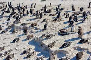 Black footed African penguin colony on Boulders Beach breeding coast and conservation reserve in South Africa. Group of protected endangered waterbirds and aquatic sea and ocean wildlife for tourism