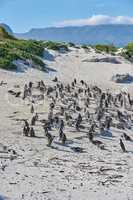 Group of black footed penguins at Boulders Beach, South Africa waddling on a sandy shore. Colony of cute jackass or cape penguins from the spheniscus demersus species as endangered wildlife animals