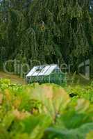 Organic greenhouse in the back garden with open windows for ventilation. A conservatory surrounded by green lush and varieties of plants. A small glasshouse following the principles of sustainability