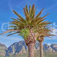 Beautiful tropical palm trees growing against a blue sky and mountain background. Scenic Landscape of an iconic landmark and famous travel destination with coconut plants in South Africa in summer
