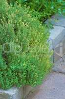 Overgrown wild herb garden growing on a cement curb or sidewalk. Various plants in a lush flowerbed in nature. Different green shrubs, parsley, sage and rosemary growing in a vibrant backyard