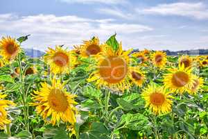Yellow sunflowers growing in a countryside and cloudy sky. Beautiful agriculture landscape of many bright summer flowers in sunshine. Perennial sunflower plants on a cultivated farm land with houses