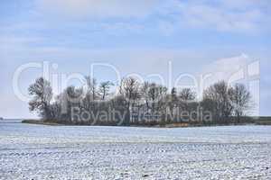 Snow covered forest landscape on a winter day with copy space. Bare tree branches and a lush green bush on a field covered with white, icy frost. The woods in winter on a peaceful, quiet morning