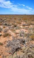 A hot savanna with dried plants on a sunny day in South Africa. An empty African landscape of barren highland with dry green grassland, shrubs, bushes, and a wide open blue sky with copy space