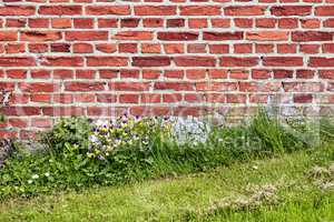 A close up of a wall of red bricks on an old building with lush green grass and wild daisies growing during spring. Hard rough surface with cement plaster attached to a concrete weathered structure