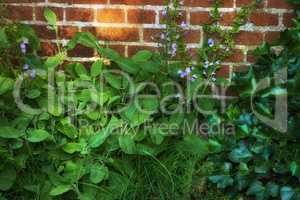 Bushes of violas growing in a green backyard garden against a wall. Closeup of beautiful violet flowering plants blossoming in a park. Flowers flourishing and budding in nature during spring