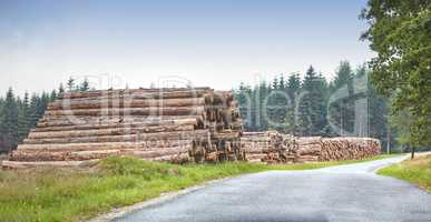 Chopped tree logs stacked in a forest along a road with copyspace. Rustic landscape with stumps of firewood, timber and hardwood material collected for the lumber industry. Deforestation in the woods