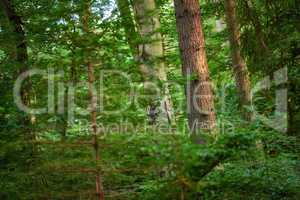 Many green trees and bushes in a saturated forest. A scenic nature landscape of an empty jungle with lush foliage. A wild outdoor environment with lots of plants in spring or summer