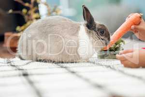 Hey bunny, wheres my easter egg. an unrecognizable little girl feeding her pet rabbit a carrot at home.