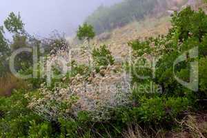 Closeup of scorched Fynbos growing on Lions Head in Cape Town. The aftermath of a devastating wildfire on a mountain landscape with copyspace. Thick smog air showing survived green bushes and plants