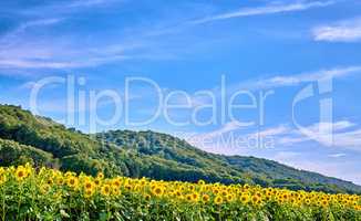 Yellow sunflowers growing in a field with lush hills and a cloudy blue sky background and copy space. Tall helianthus annuus with vibrant petals blooming in a meadow in the countryside during spring