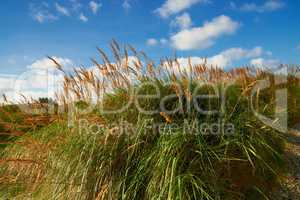 Long green grass growing outdoors in nature with a blue cloudy sky background. Beautiful landscape with plants on a hill in a secluded countryside location. Peaceful scenic land on a mountain