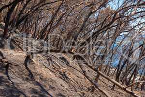 Dry trees outdoors in a desert on a hot summer day. Leafless burnt plants during a drought season on a field. Deciduous bush after a wildfire. The results of global warming in nature and flora