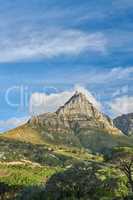Lush green plants surrounding Table mountain in Cape town, South Africa with copyspace. Trees and bushes growing in beautiful, peaceful harmony. Calm, fresh, and soothing nature with quiet ambience