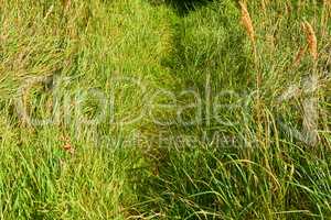 Overgrown walking path in a grass field outside in the sunshine. Empty rural environment of quiet nature scene of wild reeds in a lush green meadow for a copy space background.
