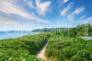 A green lush area surrounded by sea in Denmark on a calm summer day. A scenic view of greenery with a pathway and blue cloudy sky in the background. Plants and flowers on both sides of the trail.