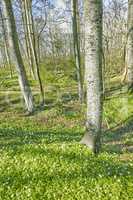 Forest flower field near tree trunks in springtime. Beautiful nature scenery of white wood anemone flowers growing in a green pasture land or meadow. Lots of pretty white wild flowers in nature