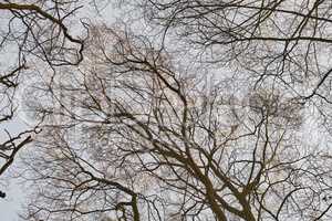 Autumn view of a dry beech tree forest thriving in a dense, remote countryside woods from below. Texture detail of wood growing for timber in a serene, private or secluded nature environment reserve