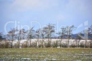 Bare pine trees and ground covered in snow during cold weather in the beautiful countryside. Landscape view of planted trees in a row on a field during winter in Denmark. A frozen farm in winter