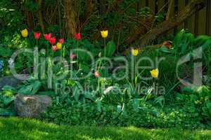 Red alpendoorn and yellow golden parade tulips growing in a lush garden outdoors. Beautiful flowering plants with long stems symbolizing love and hope blooming and blossoming in nature during spring