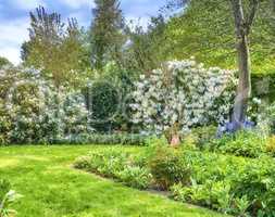 Lush green trees, flowers and leaves growing in a peaceful backyard. Beautiful American Rhododendron bushes in a quiet garden. Serene beauty in nature with leafy bushes, patterns and vibrant textures