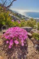 Trailing ice plant with pink flowerheads growing outside on a mountain in their natural habitat. View of lampranthus spectabilis, a species of dewplants against a rocky nature and ocean background