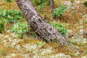 Scenic and lush natural landscape with wooden texture of old bark on a sunny day in a remote and calm meadow or forest. Moss and algae growing on a slim pine tree trunk in a park or garden outdoors