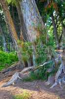 Tall tree with wild shoots in a green rainforest in Hawaii, USA on a sunny day. Quiet nature with scenic views of a jungle, soothing peace with bushes and hidden beauty in old, leafy native trees