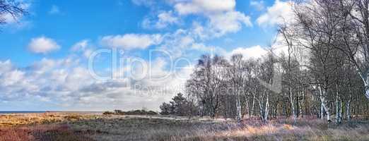 Landscape of rustic field of grass and frontier in winter. An expansive meadow and silver birch forest on a cloudy autumn day. Colourful timberlands, blue sky and white clouds.