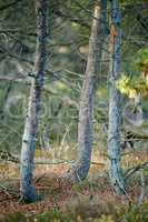 Growing coniferous forest wood for resin and timber export. Texture detail of pine trees in environmental nature conservation. Landscape view of wild fir plants or cedar woods in a remote countryside