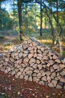 Preparation of firewood for the winter. Stacks of firewood in the forest. Firewood background. Sawed and chopped trees. Stacked wooden logs. Firewood.