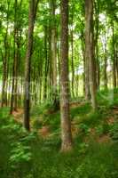 Wild hardwood trees growing in a forest with green plants and shrubs. Scenic landscape of tall tree trunks with lush leaves in nature at spring. Peaceful scenery and magical views in a park or woods