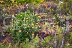 Pincushion protea flowers on a mountainside outdoors during Summer. Isolated natural spurges of yellow petals blossoming and with green bushes behind. Calm area in a rural ecological environment
