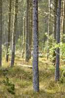 Wild pine trees in the forest on a sunny day. Landscape of many pine tree trunks in an uncultivated nature environment. Bushy shrubs growing in the woods or near the countryside