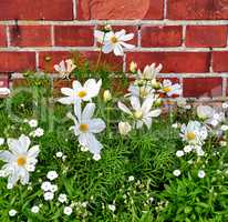 Closeup of fresh daisies growing against a red brick wall in a garden. A bunch of white flowers, adding to the beauty in nature and peaceful ambience of outdoors. Garden picked blooms in zen backyard