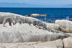 Group of black footed penguins at Boulders Beach, South Africa gathered at the sea shore. Colony of endangered jackass or cape penguins from the spheniscus demersus species in their natural habitat