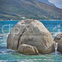 Seascape view with blue ocean water and wild birds sitting on boulders and rock on Camps Bay beach, Cape Town, South Africa. Avian wildlife, ducks and tidal sea waves washing around a rocky shoreline